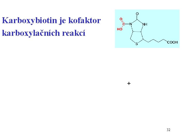 Karboxybiotin je kofaktor karboxylačních reakcí + 32 