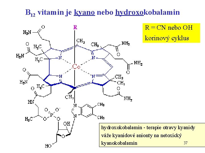 B 12 vitamin je kyano nebo hydroxokobalamin R = CN nebo OH korinový cyklus