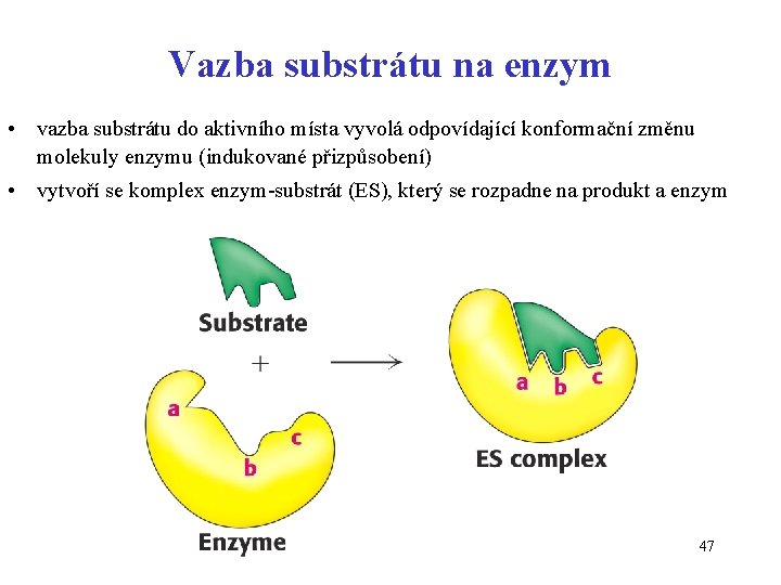 Vazba substrátu na enzym • vazba substrátu do aktivního místa vyvolá odpovídající konformační změnu