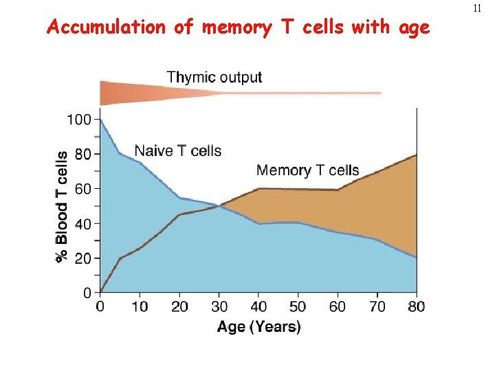 Accumulation of memory T cells with age 11 