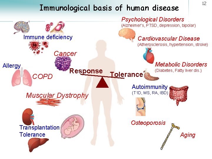 12 Immunological basis of human disease Psychological Disorders (Alzheimer’s, PTSD, depression, bipolar) Immune deficiency