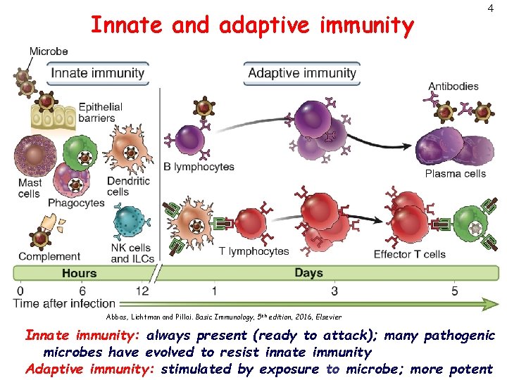 Innate and adaptive immunity 4 Abbas, Lichtman and Pillai. Basic Immunology, 5 th edition,