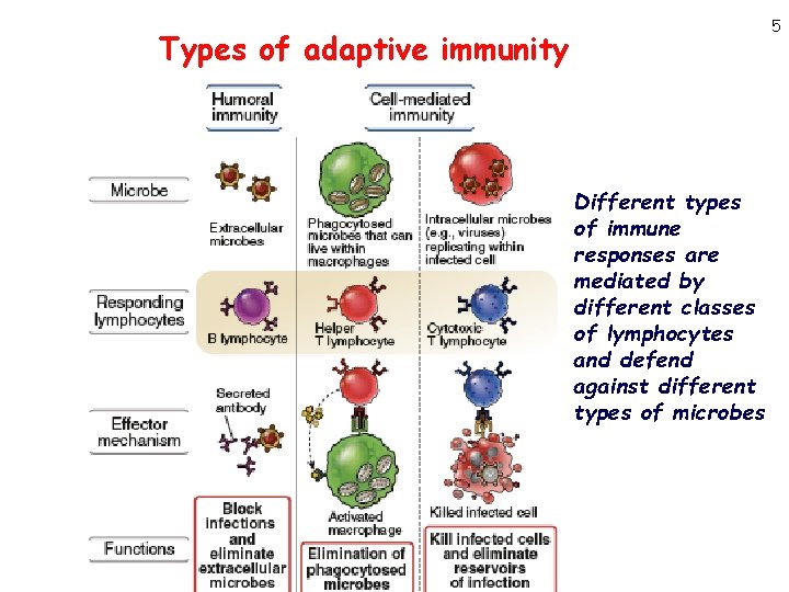 5 Types of adaptive immunity Different types of immune responses are mediated by different