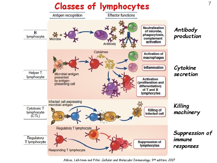 Classes of lymphocytes 7 Antibody production Cytokine secretion Killing machinery Suppression of immune responses