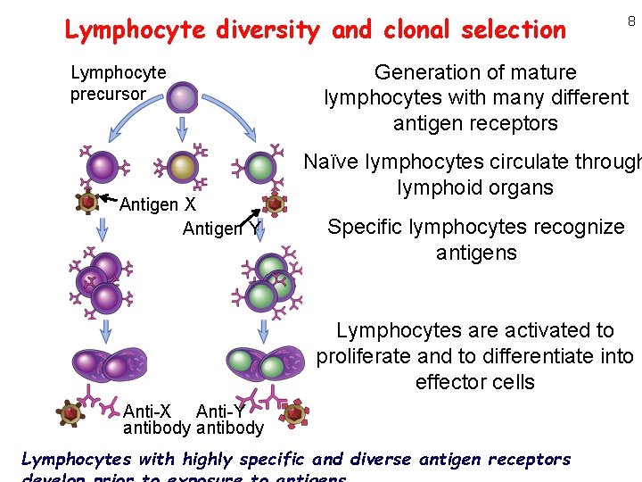 Lymphocyte diversity and clonal selection Lymphocyte precursor Antigen X Antigen Y 8 Generation of