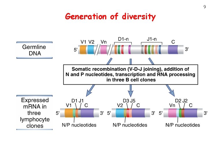 9 Generation of diversity 