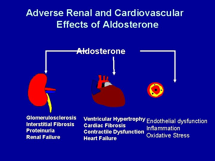 Adverse Renal and Cardiovascular Effects of Aldosterone Glomerulosclerosis Interstitial Fibrosis Proteinuria Renal Failure Ventricular