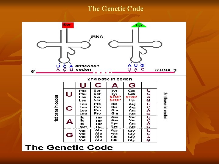 The Genetic Code Amino acids specified by each codon sequence on m. RNA. 