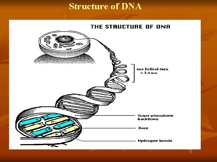 Structure of DNA 