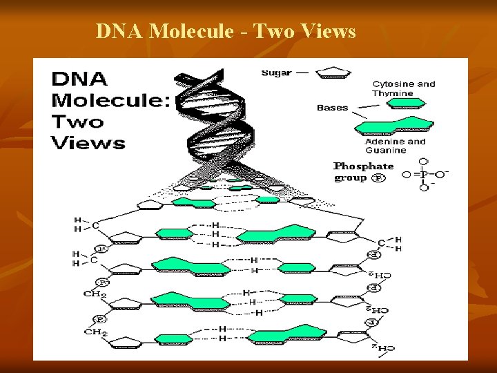 DNA Molecule - Two Views 