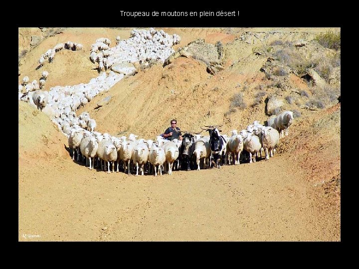 Troupeau de moutons en plein désert ! . . 