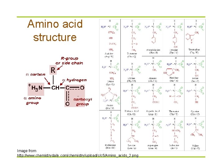 Amino acid structure Image from http: //www. chemistrydaily. com/chemistry/upload/c/c 5/Amino_acids_2. png 
