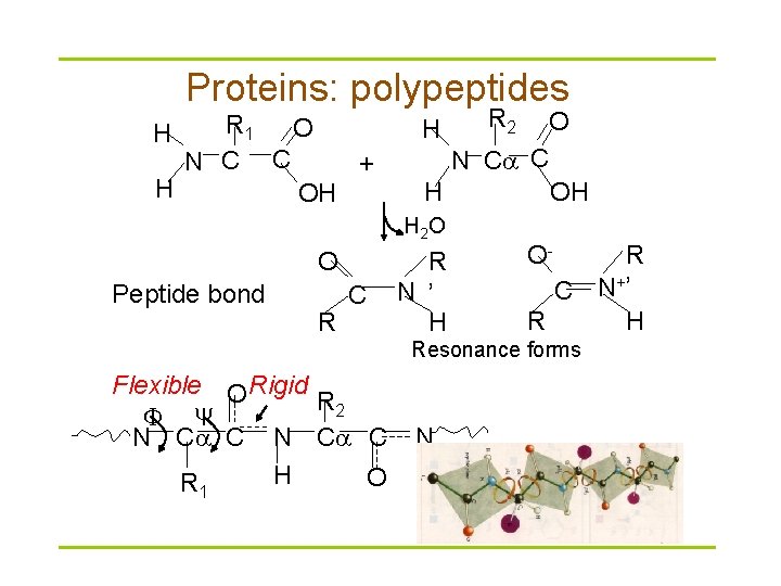 Proteins: polypeptides R 1 O N C C + H OH H H Peptide