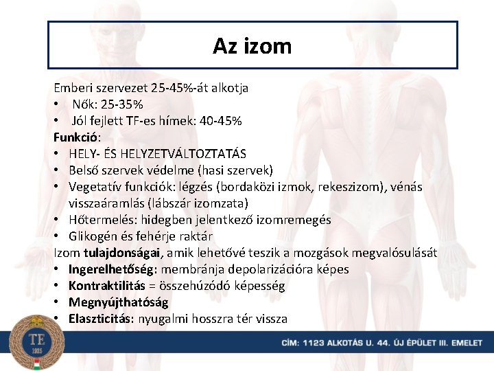 Az izom Emberi szervezet 25 -45%-át alkotja • Nők: 25 -35% • Jól fejlett