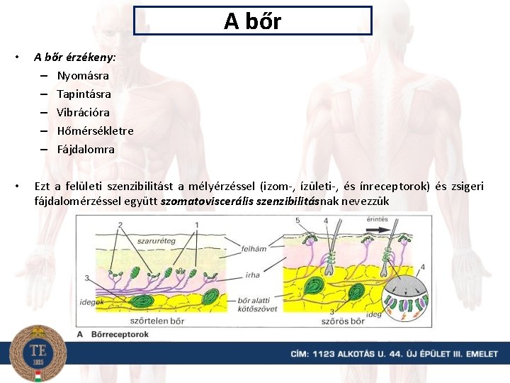 A bőr • A bőr érzékeny: – Nyomásra – Tapintásra – Vibrációra – Hőmérsékletre