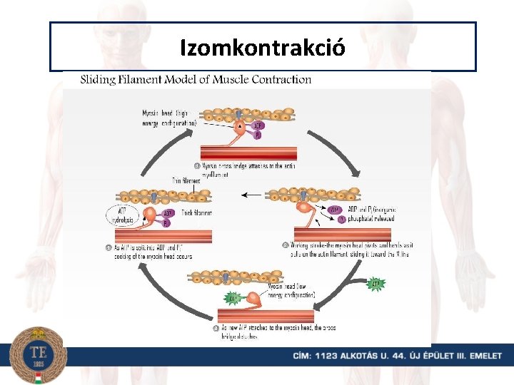 Izomkontrakció 