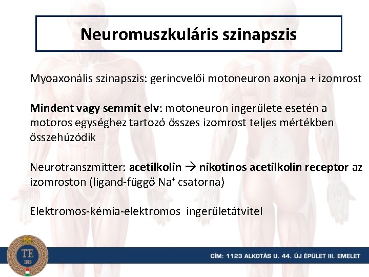 Neuromuszkuláris szinapszis Myoaxonális szinapszis: gerincvelői motoneuron axonja + izomrost Mindent vagy semmit elv: motoneuron