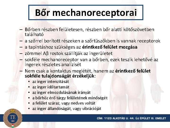 Bőr mechanoreceptorai – Bőrben részben felületesen, részben bőr alatti kötőszövetben található – a szőrrel