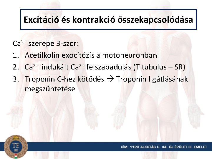 Excitáció és kontrakció összekapcsolódása Ca 2+ szerepe 3 -szor: 1. Acetilkolin exocitózis a motoneuronban