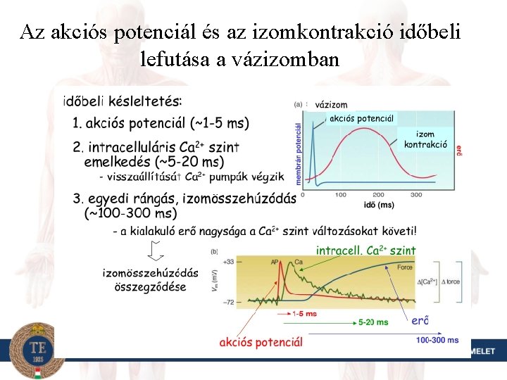 Az akciós potenciál és az izomkontrakció időbeli lefutása a vázizomban 