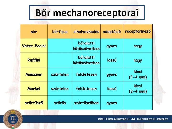 Bőr mechanoreceptorai 