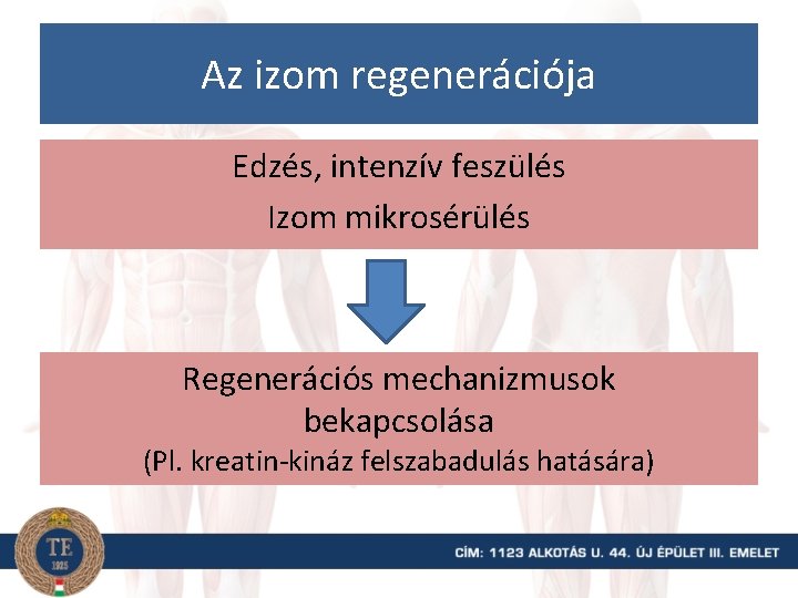 Az izom regenerációja Edzés, intenzív feszülés Izom mikrosérülés Regenerációs mechanizmusok bekapcsolása (Pl. kreatin-kináz felszabadulás