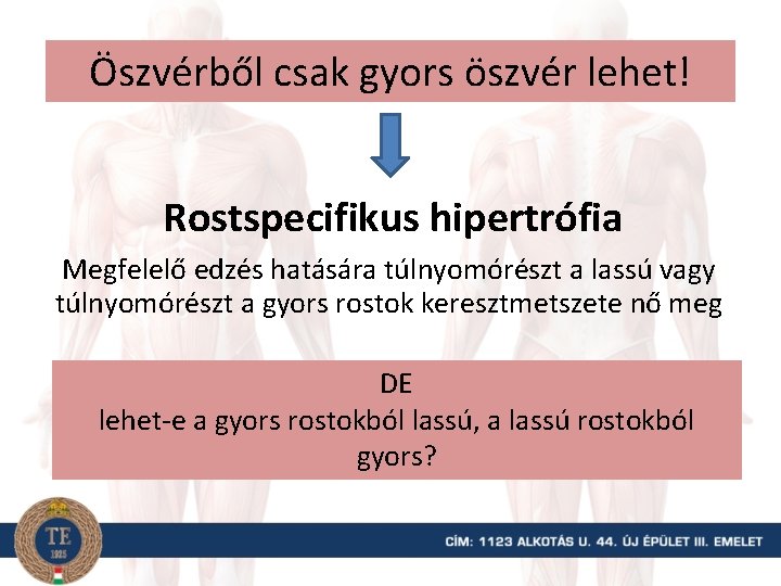 Öszvérből csak gyors öszvér lehet! Rostspecifikus hipertrófia Megfelelő edzés hatására túlnyomórészt a lassú vagy