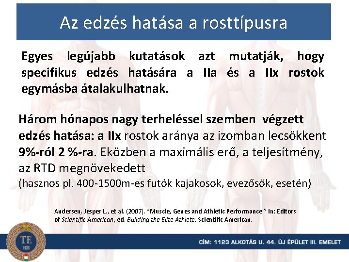 Az edzés hatása a rosttípusra Egyes legújabb kutatások azt mutatják, hogy specifikus edzés hatására