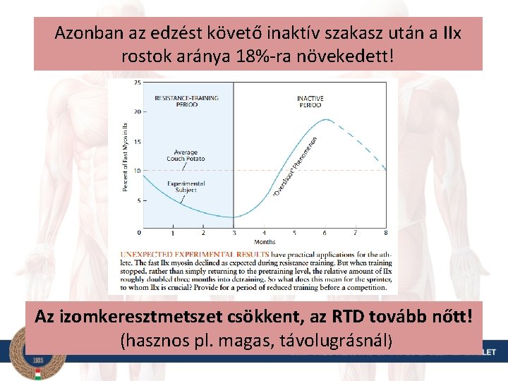 Azonban az edzést követő inaktív szakasz után a IIx rostok aránya 18%-ra növekedett! Az