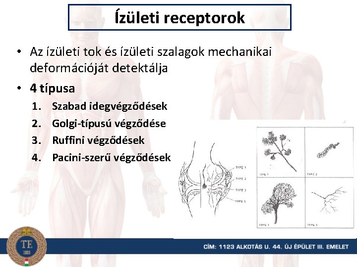 Ízületi receptorok • Az ízületi tok és ízületi szalagok mechanikai deformációját detektálja • 4