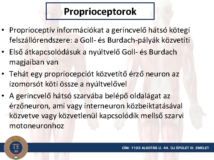 Proprioceptorok • Proprioceptív információkat a gerincvelő hátsó kötegi felszállórendszere: a Goll- és Burdach-pályák közvetíti