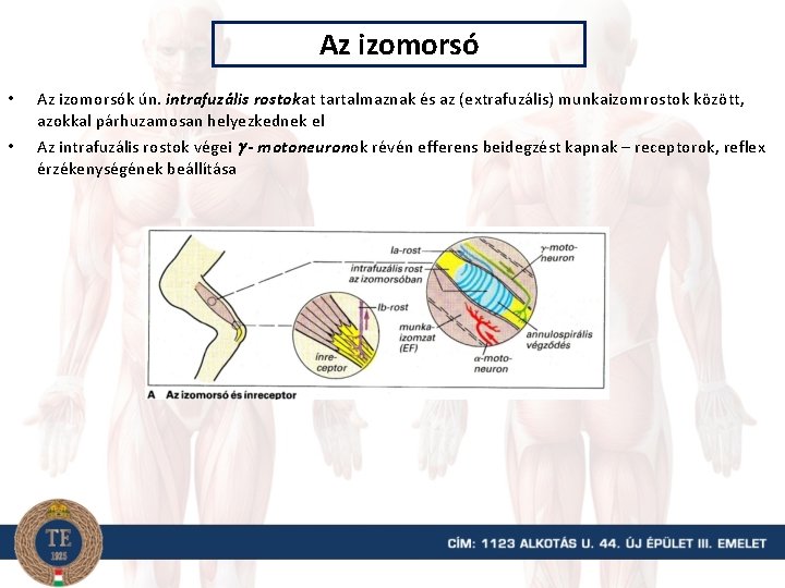 Az izomorsó • • Az izomorsók ún. intrafuzális rostokat tartalmaznak és az (extrafuzális) munkaizomrostok