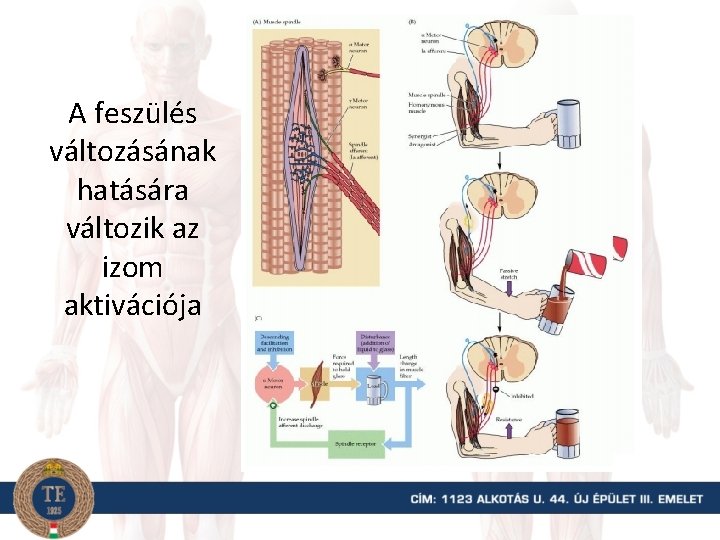 A feszülés változásának hatására változik az izom aktivációja 