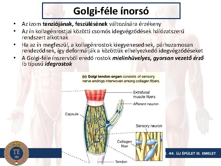 Golgi-féle ínorsó • Az izom tenziójának, feszülésének változására érzékeny • Az ín kollagénrostjai közötti