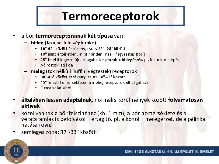 Termoreceptorok • a bőr termoreceptorainak két típusa van: – hideg (Krause-féle végbunkó) • •