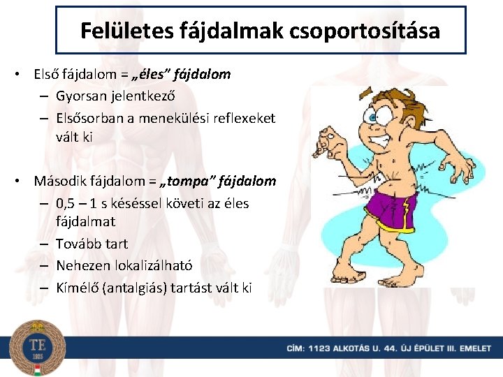 Felületes fájdalmak csoportosítása • Első fájdalom = „éles” fájdalom – Gyorsan jelentkező – Elsősorban