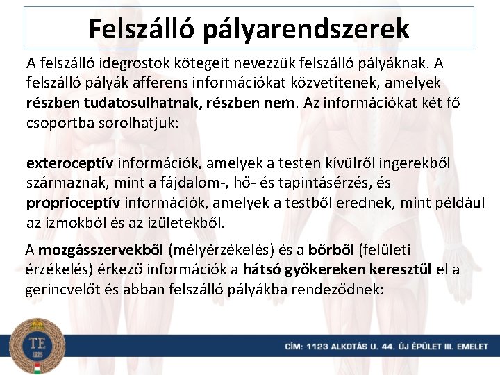 Felszálló pályarendszerek A felszálló idegrostok kötegeit nevezzük felszálló pályáknak. A felszálló pályák afferens információkat