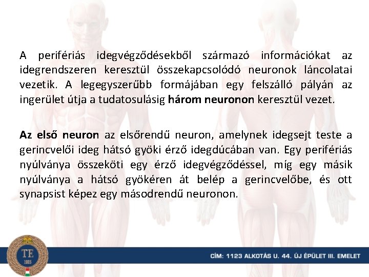 A perifériás idegvégződésekből származó információkat az idegrendszeren keresztül összekapcsolódó neuronok láncolatai vezetik. A legegyszerűbb