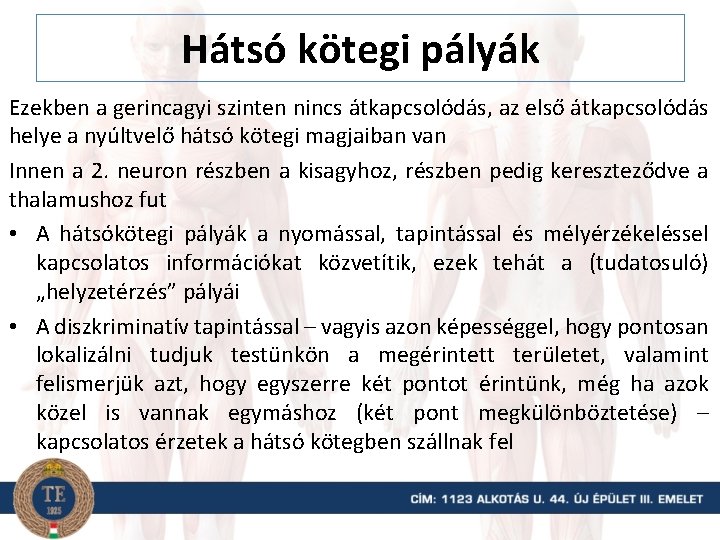 Hátsó kötegi pályák Ezekben a gerincagyi szinten nincs átkapcsolódás, az első átkapcsolódás helye a