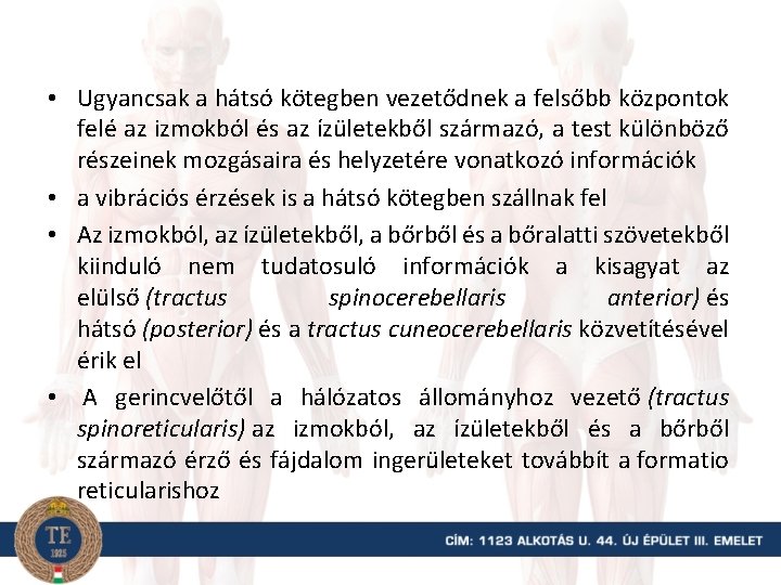  • Ugyancsak a hátsó kötegben vezetődnek a felsőbb központok felé az izmokból és