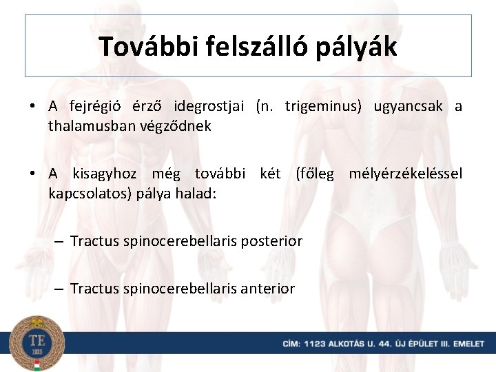 További felszálló pályák • A fejrégió érző idegrostjai (n. trigeminus) ugyancsak a thalamusban végződnek