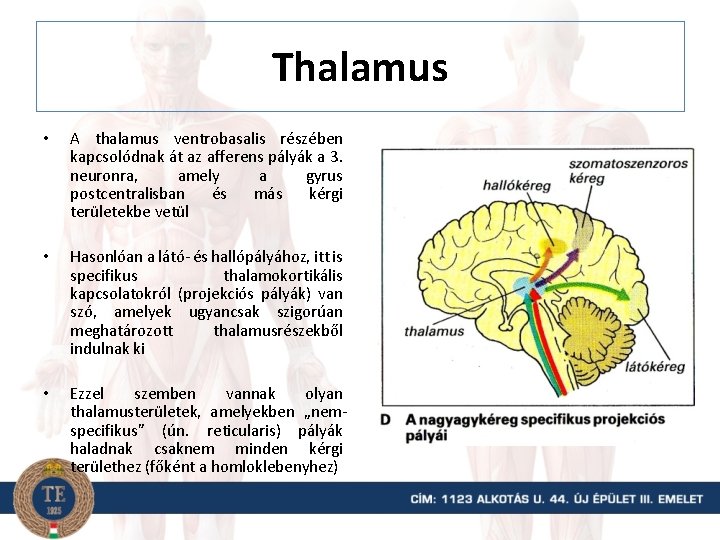 Thalamus • A thalamus ventrobasalis részében kapcsolódnak át az afferens pályák a 3. neuronra,