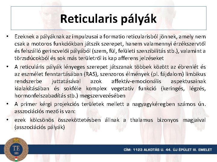 Reticularis pályák • Ezeknek a pályáknak az impulzusai a formatio reticularisból jönnek, amely nem