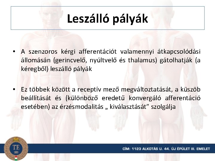 Leszálló pályák • A szenzoros kérgi afferentációt valamennyi átkapcsolódási állomásán (gerincvelő, nyúltvelő és thalamus)