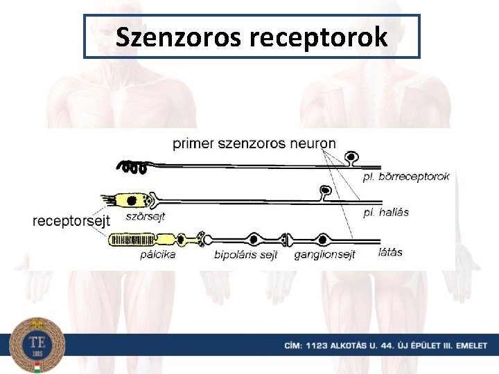 Szenzoros receptorok 