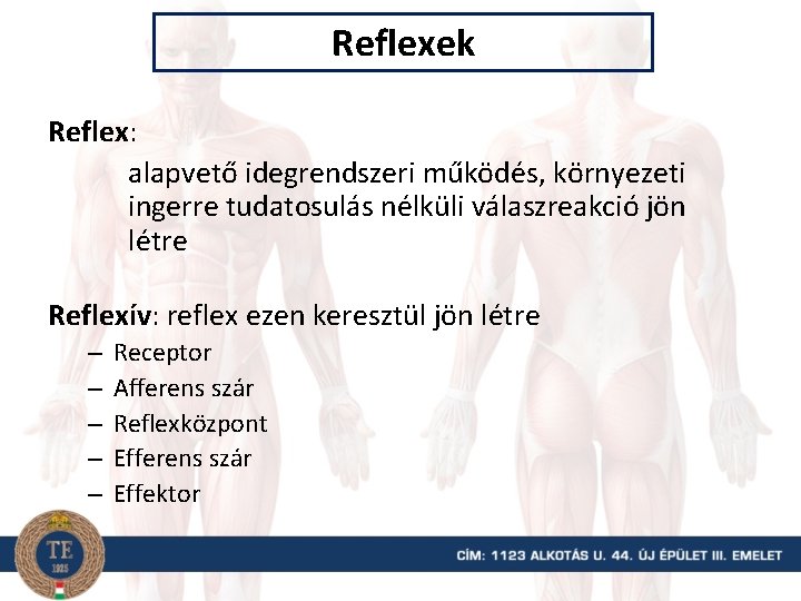 Reflexek Reflex: alapvető idegrendszeri működés, környezeti ingerre tudatosulás nélküli válaszreakció jön létre Reflexív: reflex