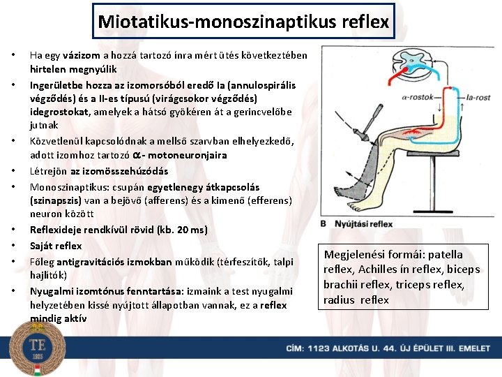 Miotatikus-monoszinaptikus reflex • • • Ha egy vázizom a hozzá tartozó ínra mért ütés