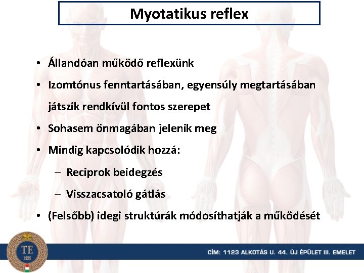 Myotatikus reflex • Állandóan működő reflexünk • Izomtónus fenntartásában, egyensúly megtartásában játszik rendkívül fontos