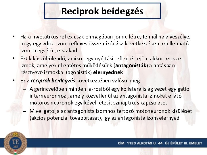 Reciprok beidegzés • Ha a myotatikus reflex csak önmagában jönne létre, fennállna a veszélye,