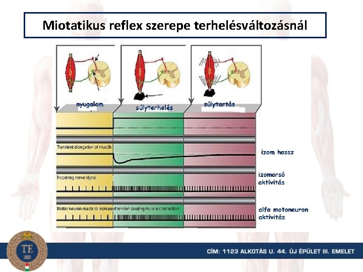 Miotatikus reflex szerepe terhelésváltozásnál 